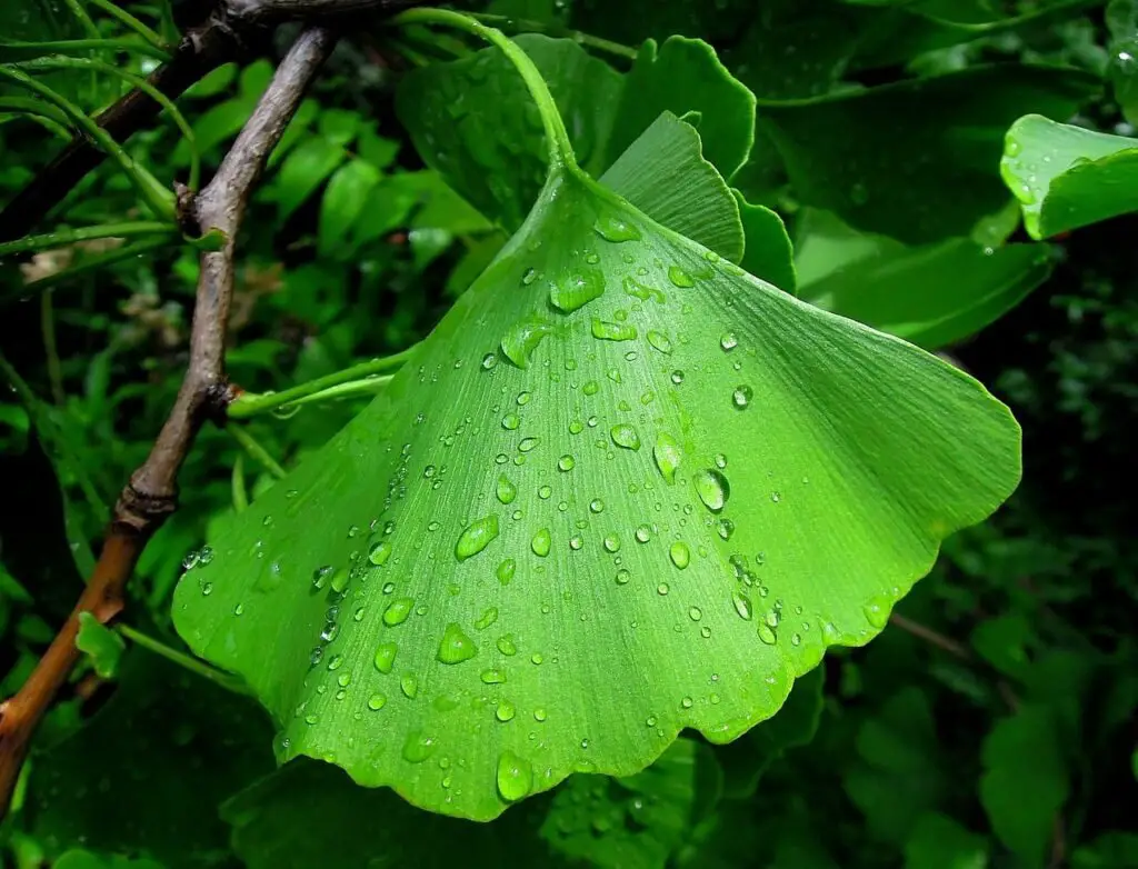 Ginkgo Biloba Nedir