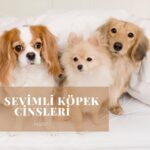 En Sevimli Köpek Cinsleri