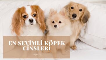 En Sevimli Köpek Cinsleri