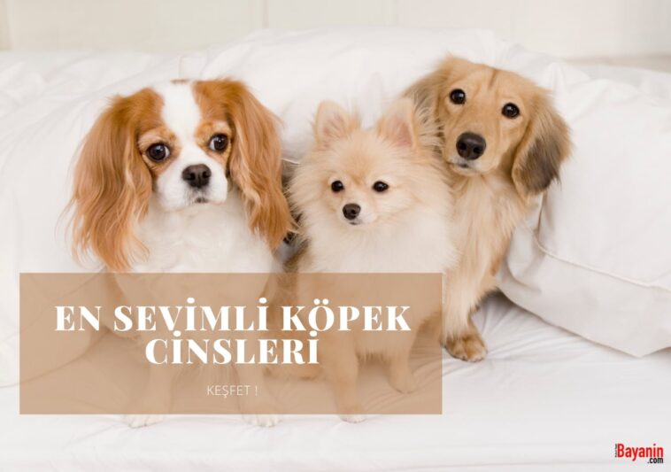 En Sevimli Köpek Cinsleri